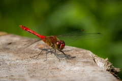 Frühe Heidelibelle (Sympetrum fonscolombii) Frühe Heidelibelle (Sympetrum fonscolombii)