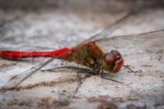 Frühe Heidelibelle (Sympetrum fonscolombii) Frühe Heidelibelle (Sympetrum fonscolombii)