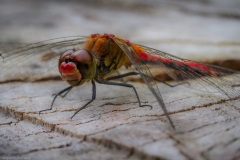 Frühe Heidelibelle (Sympetrum fonscolombii) Frühe Heidelibelle (Sympetrum fonscolombii)