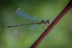 Libelle Libelle