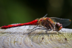 Frühe Heidelibelle (Sympetrum fonscolombii) Frühe Heidelibelle (Sympetrum fonscolombii)