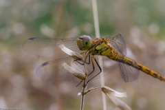 Frühe Heidelibelle (Sympetrum fonscolombii) Frühe Heidelibelle (Sympetrum fonscolombii)