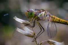 Frühe Heidelibelle (Sympetrum fonscolombii) Frühe Heidelibelle (Sympetrum fonscolombii)