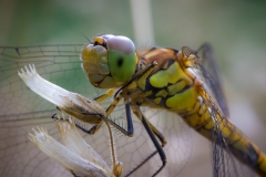 Frühe Heidelibelle (Sympetrum fonscolombii) Frühe Heidelibelle (Sympetrum fonscolombii)