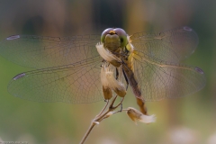 Frühe Heidelibelle (Sympetrum fonscolombii) Frühe Heidelibelle (Sympetrum fonscolombii)