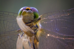 Frühe Heidelibelle (Sympetrum fonscolombii) Frühe Heidelibelle (Sympetrum fonscolombii)