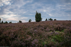 Heideblüte 2017