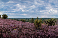Heideblüte / heather bell