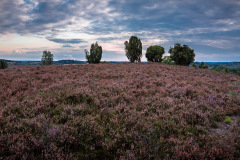 Heideblüte 2017
