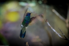 Veilchenohrkolibri (Colibri coruscans)