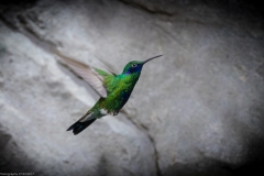Veilchenohrkolibri (Colibri coruscans)