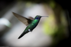 Veilchenohrkolibri (Colibri coruscans)