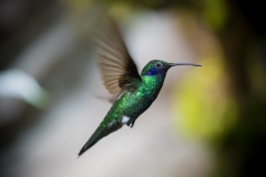 Veilchenohrkolibri (Colibri coruscans)