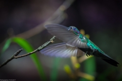 Veilchenohrkolibri (Colibri coruscans)