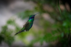 Veilchenohrkolibri (Colibri coruscans) Veilchenohrkolibri (Colibri coruscans)