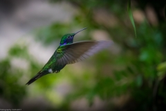 Veilchenohrkolibri (Colibri coruscans)
