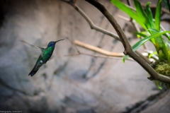 Veilchenohrkolibri (Colibri coruscans)