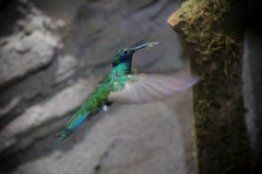 Veilchenohrkolibri (Colibri coruscans)