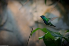 Veilchenohrkolibri (Colibri coruscans)