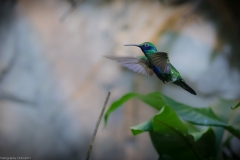 Veilchenohrkolibri (Colibri coruscans)