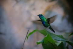 Veilchenohrkolibri (Colibri coruscans)