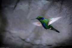 Veilchenohrkolibri (Colibri coruscans)