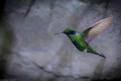 Veilchenohrkolibri (Colibri coruscans)