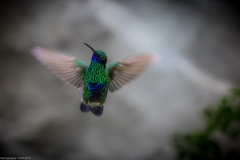 Veilchenohrkolibri (Colibri coruscans)