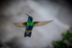 Veilchenohrkolibri (Colibri coruscans) Veilchenohrkolibri (Colibri coruscans)