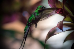 Kolibri: Grünschwanzsylphe (lat. lesbia nuna)