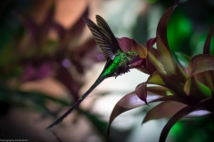 Kolibri: Grünschwanzsylphe (lat. lesbia nuna)