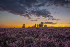 heather blossom!