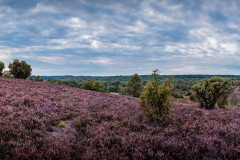 Heideblüte / heather bell