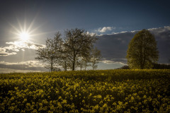 Raps im Gegenlicht