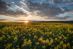 Raps im Abendlicht