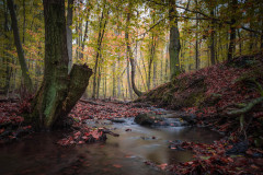 Waldluft / forest air