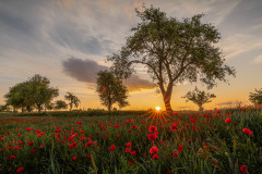 Sommeridylle / summer idyll