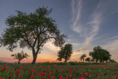 landscape with poppy!