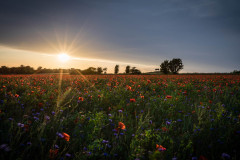 Klatschmohn im Abendlicht