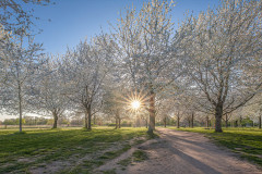 Kirschblüte / cherry blossom
