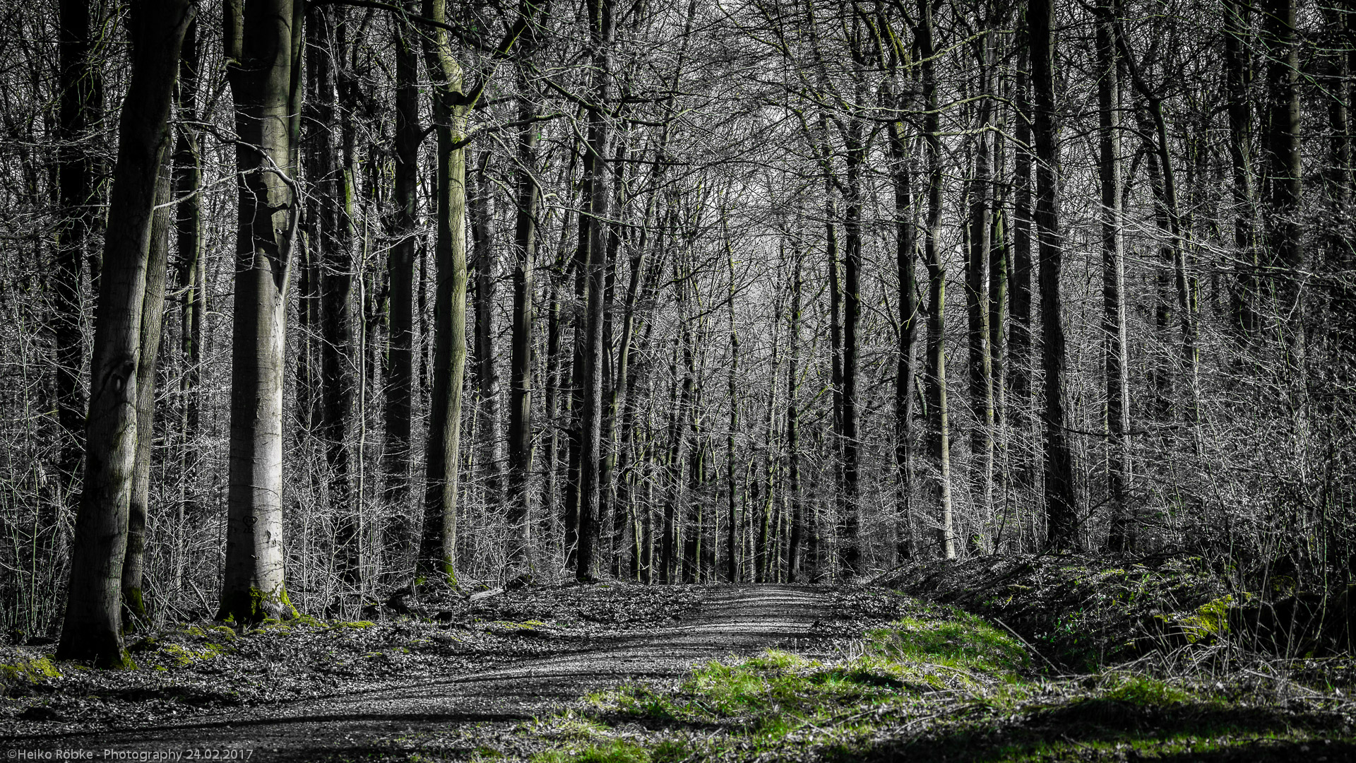 Frühjahr im Wald/spring in the forest