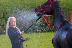 Pferderennen Neue Bult 2015 Pferderennen Neue Bult 2015