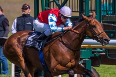 Pferderennen Neue Bult 2015 Pferderennen Neue Bult 2015