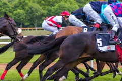Pferderennen Neue Bult 2015 Pferderennen Neue Bult 2015