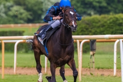 Pferderennen Neue Bult 2015 Pferderennen Neue Bult 2015