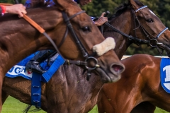 Pferderennen Neue Bult 2015