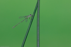 Weidenjungfer (Chalcolestes viridis)