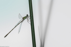 Weidenjungfer (Chalcolestes viridis)