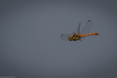 HR7_0986.jpg