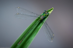 Weidenjungfer (Chalcolestes viridis)